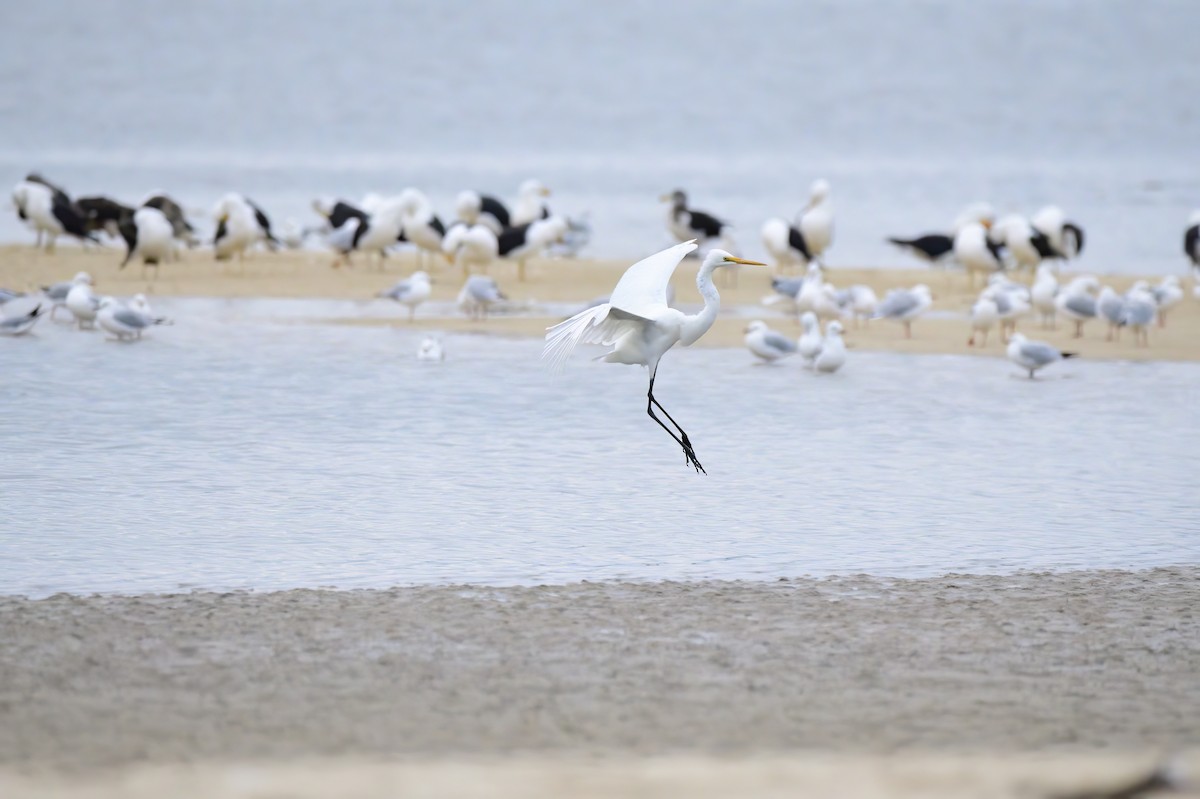 Great Egret - ML620188497