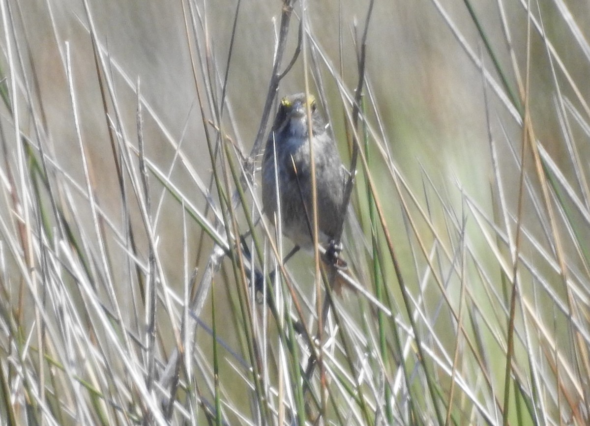 Seaside Sparrow - ML620188501