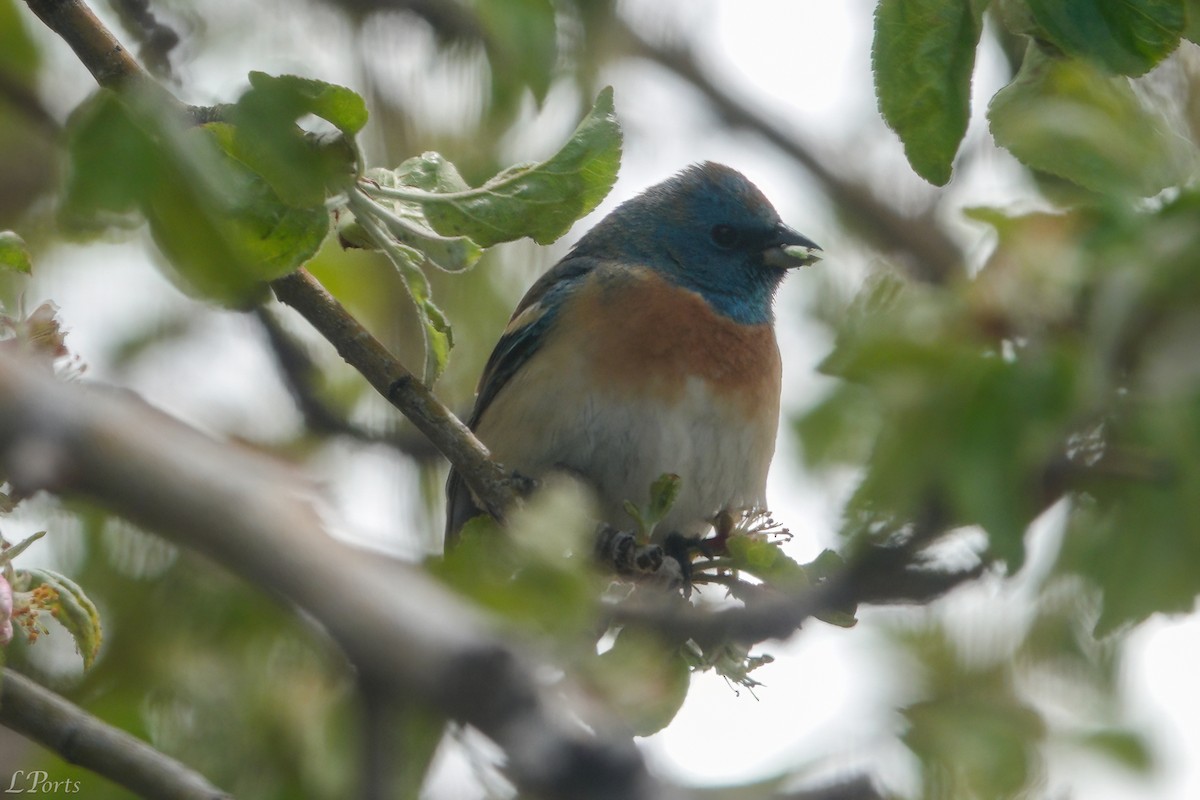 Lazuli Bunting - ML620188503