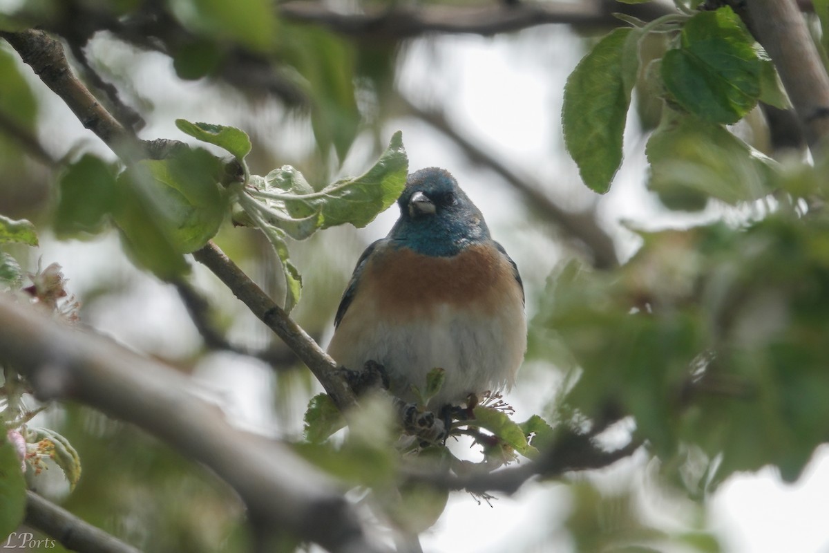 Lazuli Bunting - ML620188504