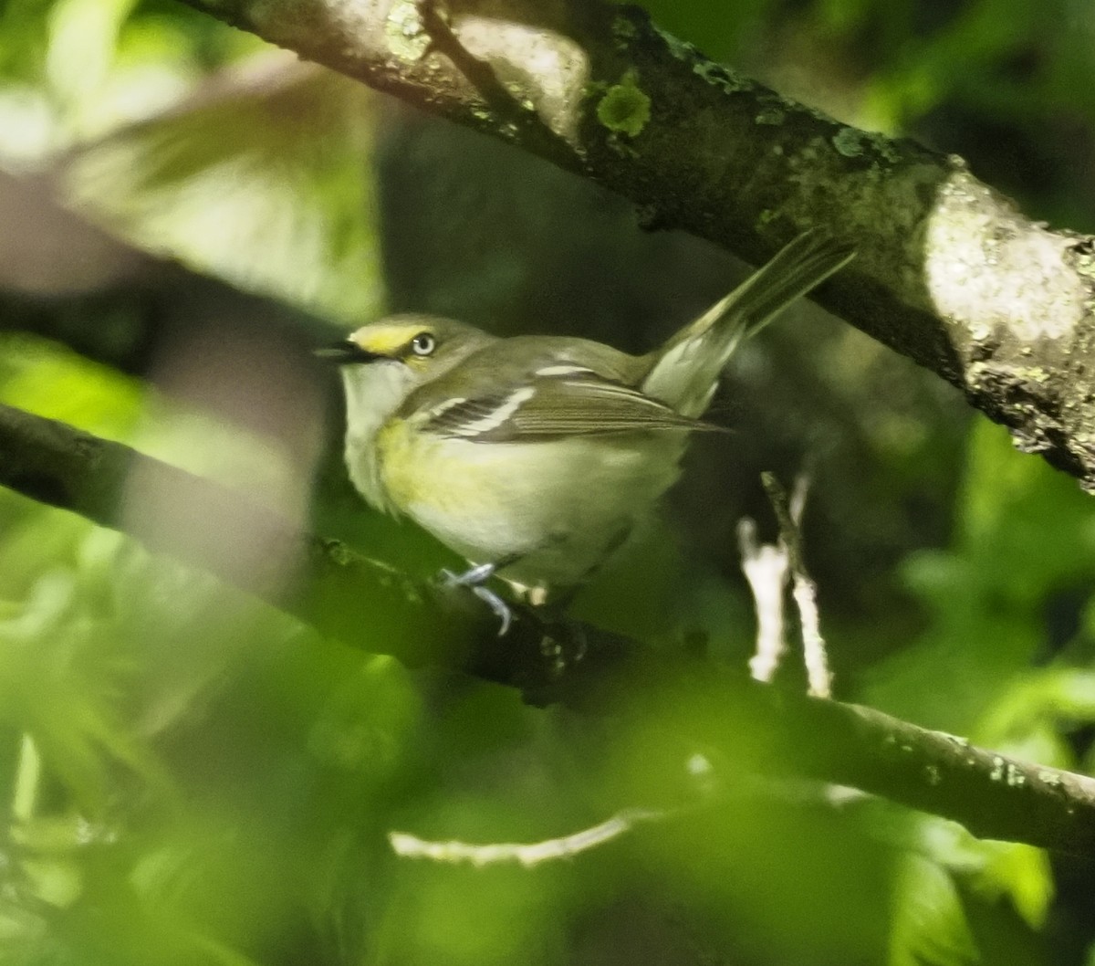 White-eyed Vireo - ML620188506