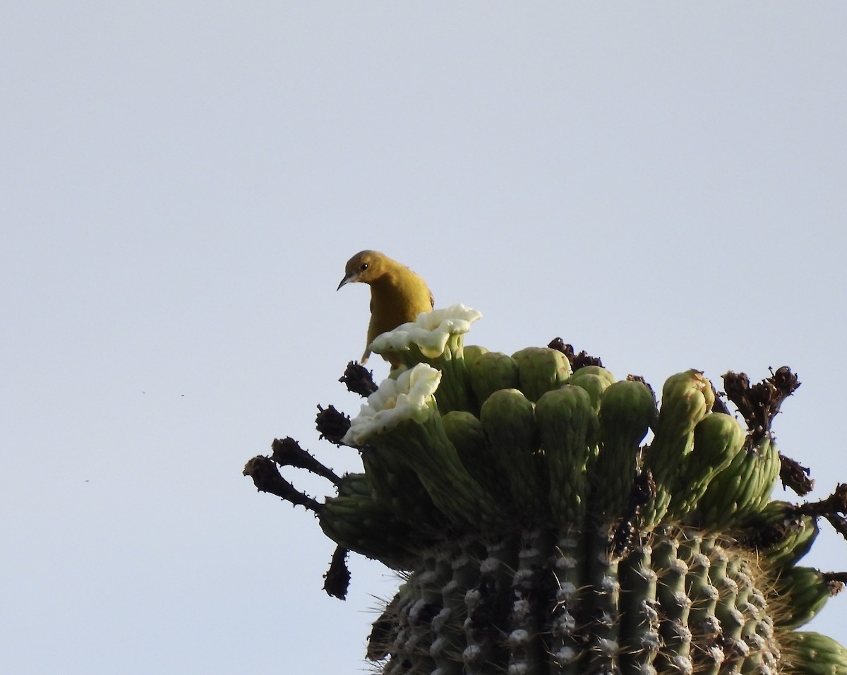 Hooded Oriole - ML620188513