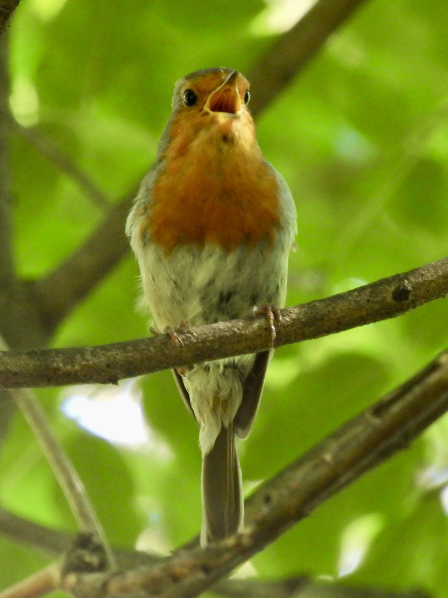 European Robin - ML620188518