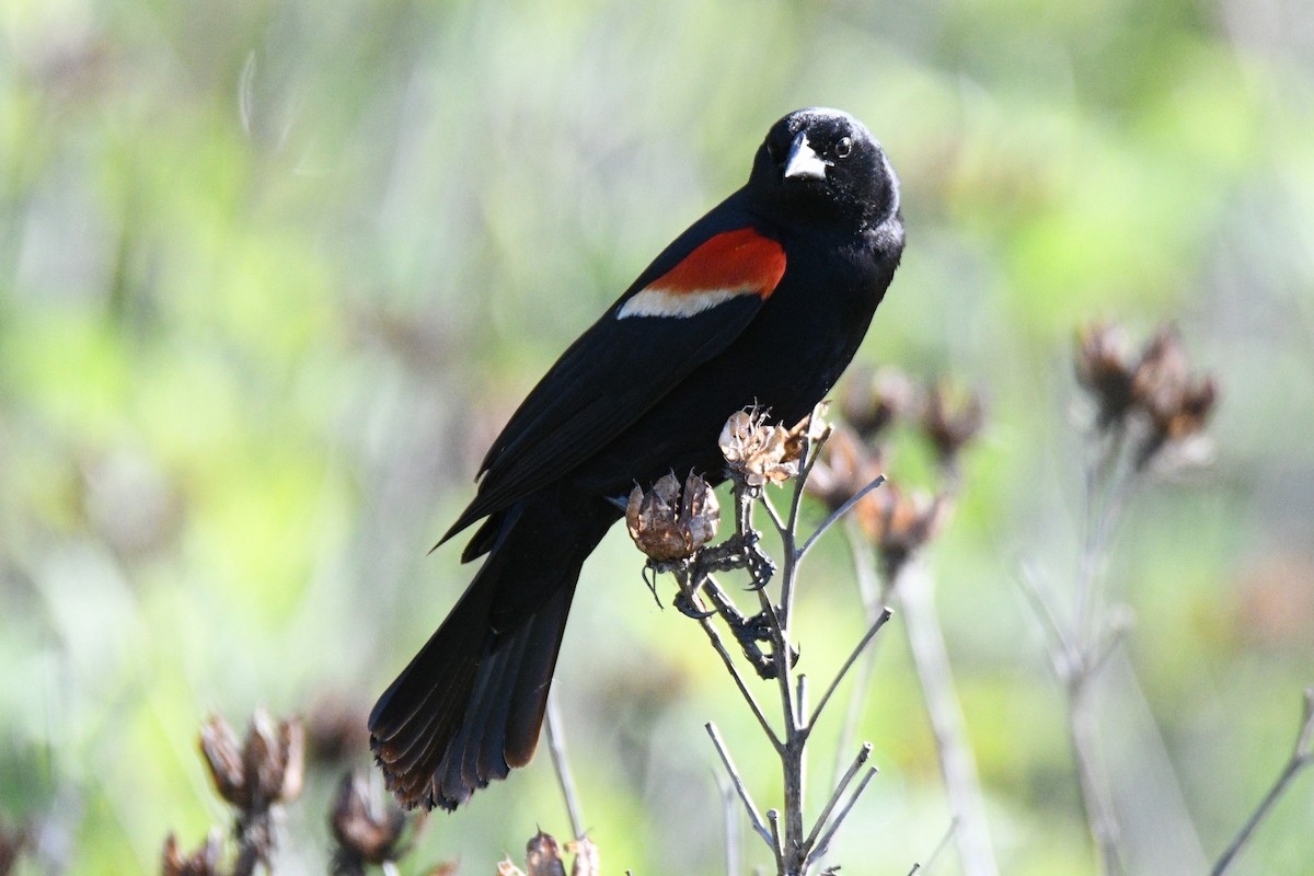 Red-winged Blackbird - ML620188523