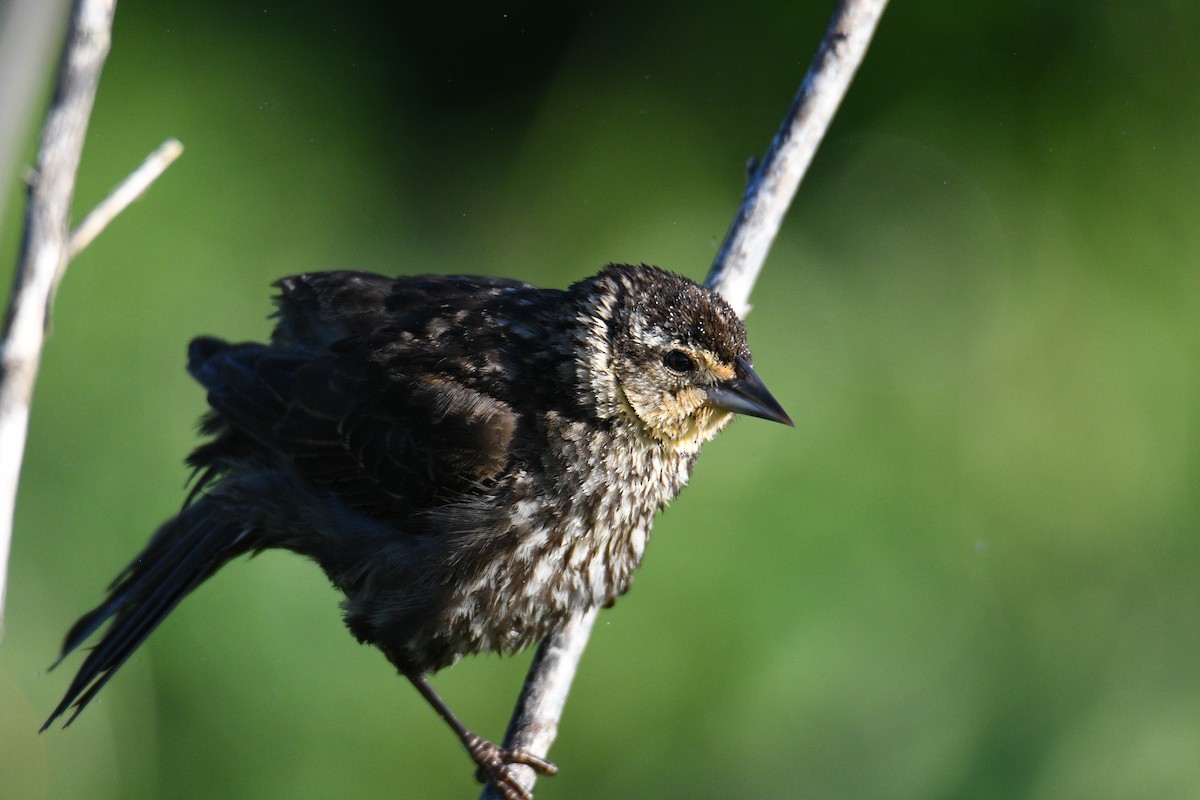 Red-winged Blackbird - ML620188524