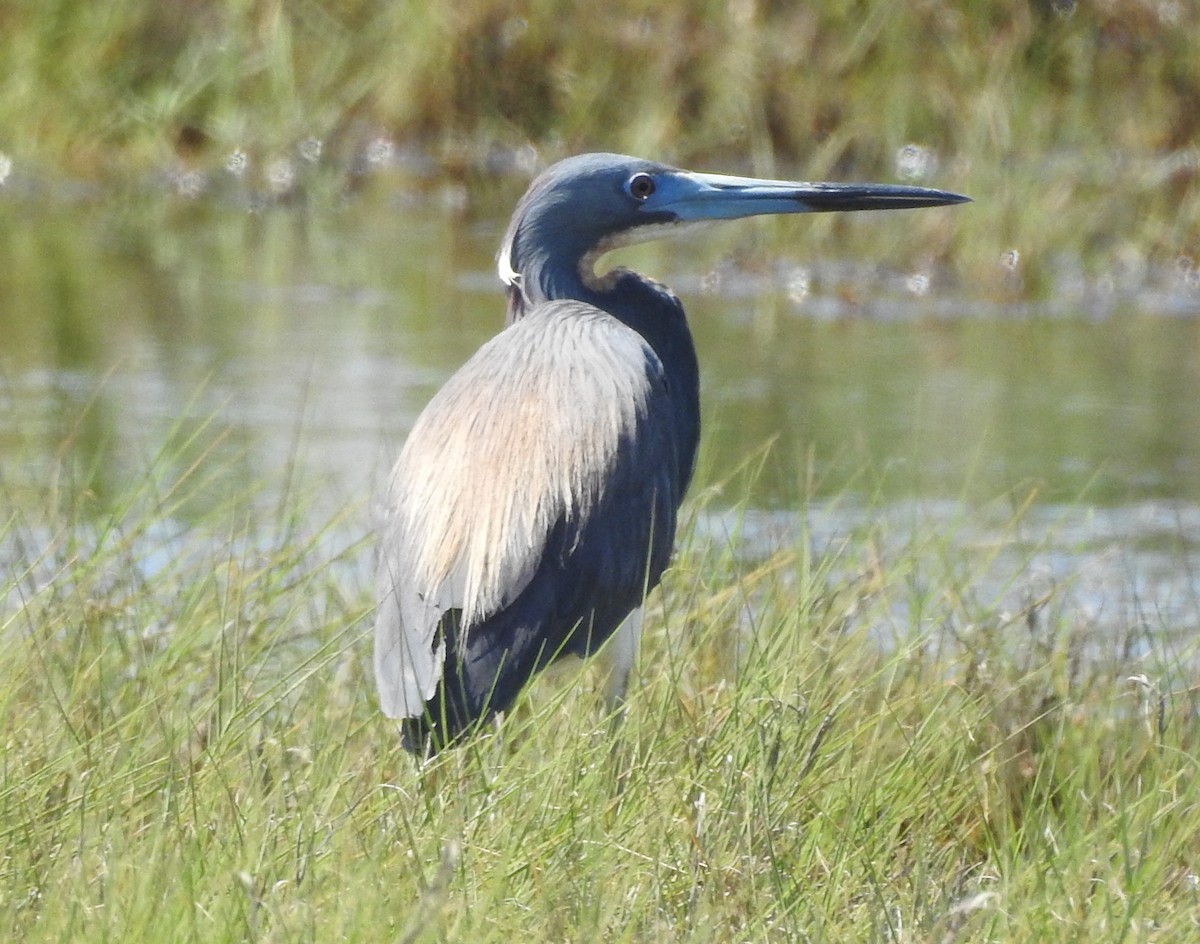 Tricolored Heron - ML620188527