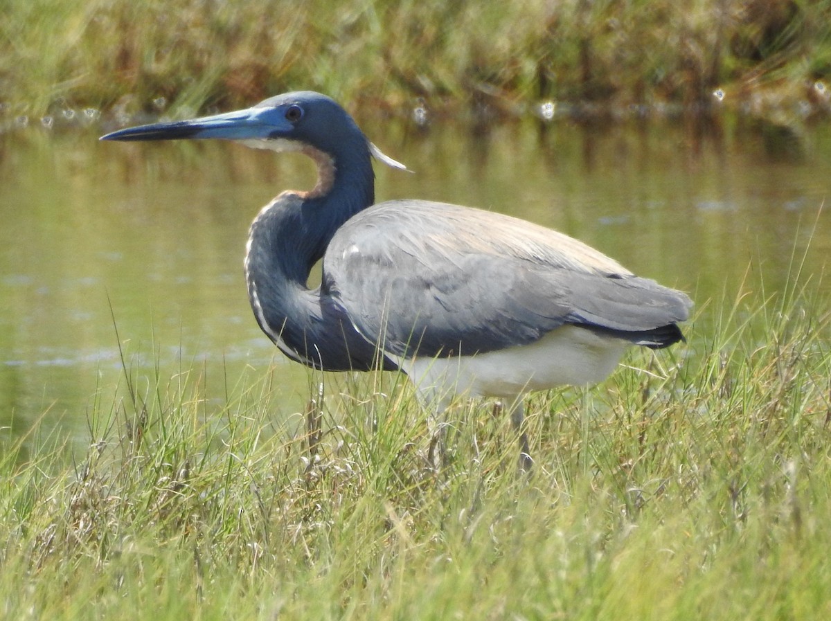 Tricolored Heron - ML620188529