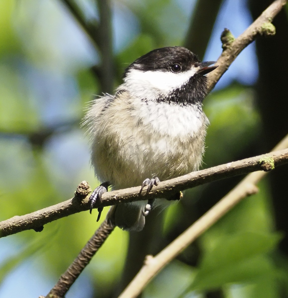 Black-capped Chickadee - ML620188533