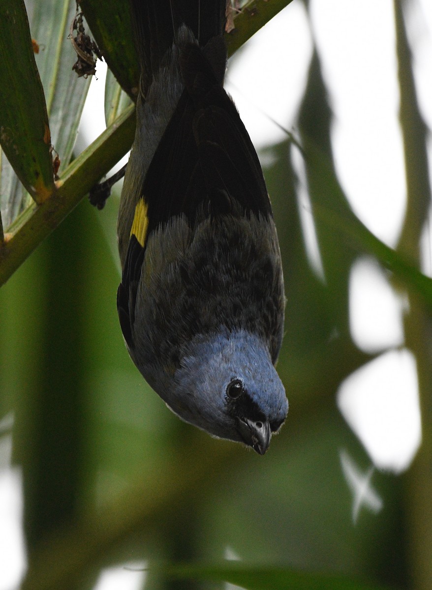 Yellow-winged Tanager - ML620188534