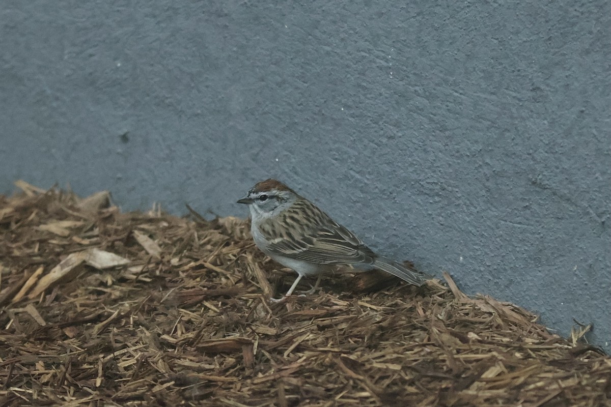 Chipping Sparrow - ML620188536