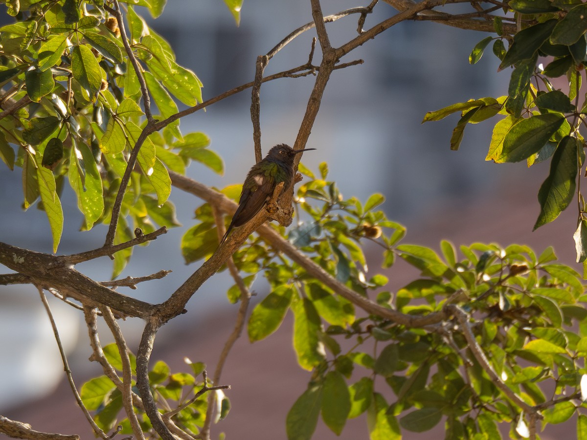 Swallow-tailed Hummingbird - ML620188538