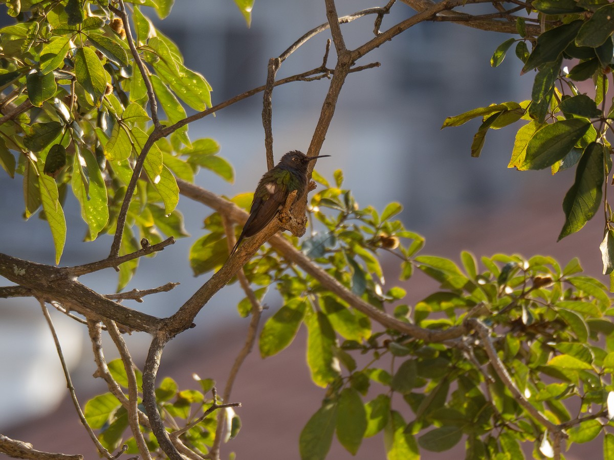 Colibrí Golondrina - ML620188538