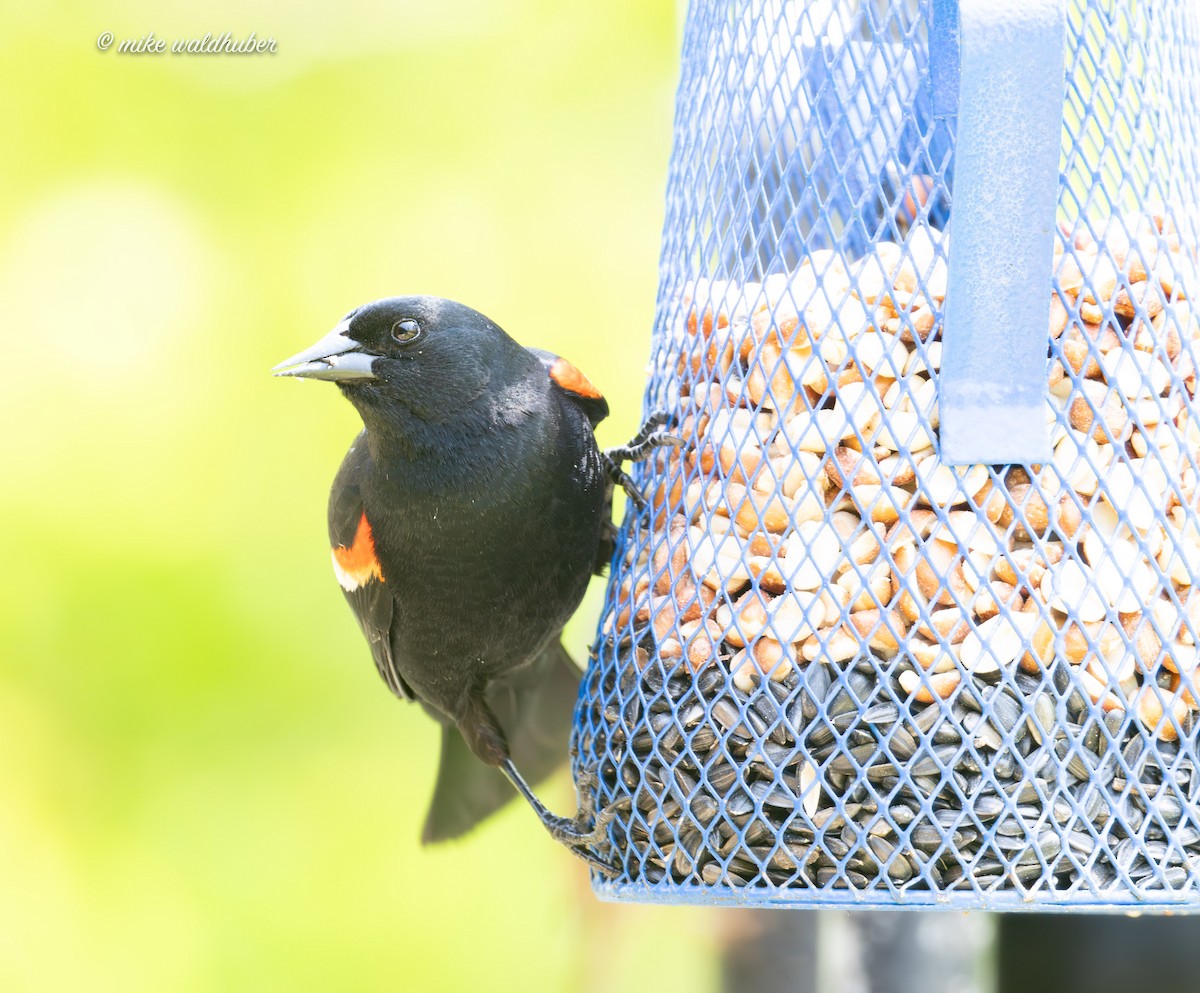 Red-winged Blackbird - ML620188539