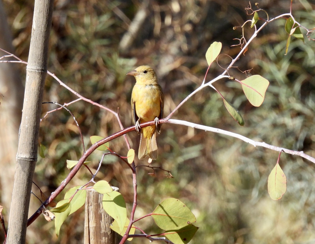 Summer Tanager - ML620188541