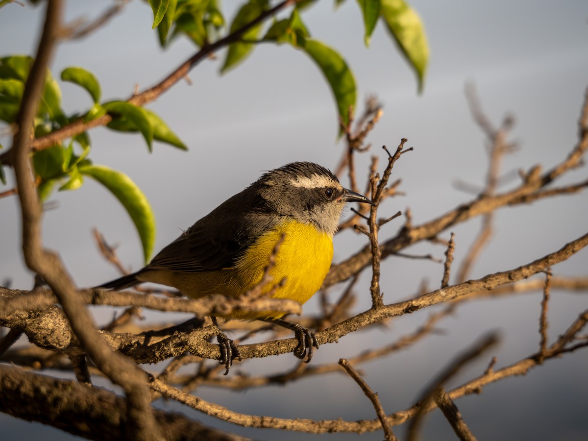 Bananaquit - ML620188556