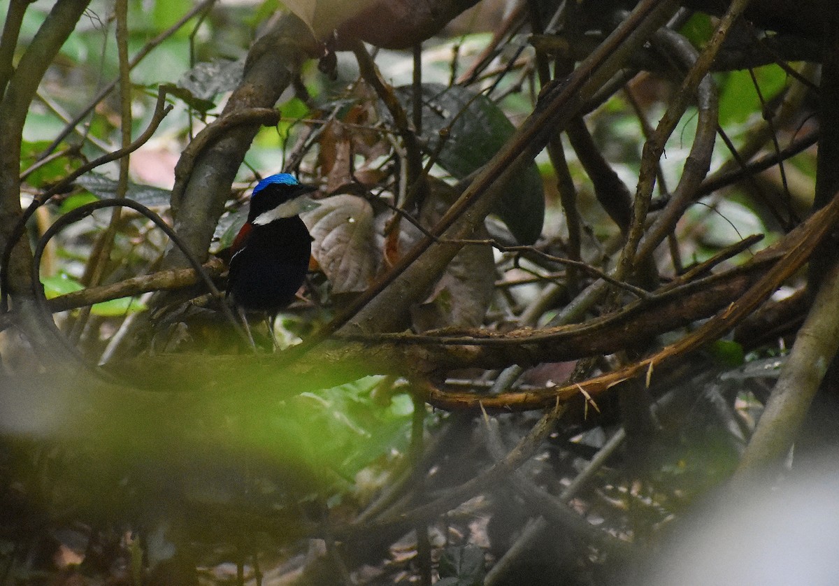 Blue-headed Pitta - ML620188557