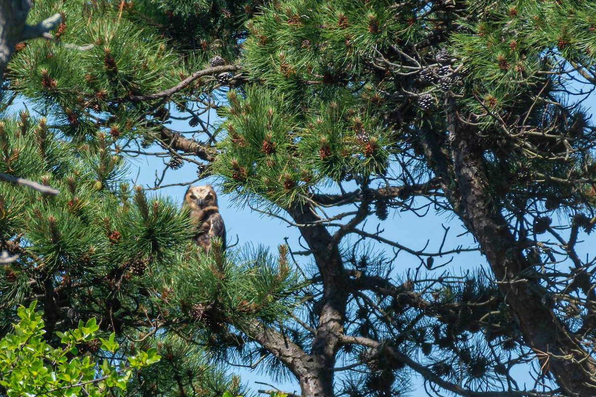 Great Horned Owl - ML620188558