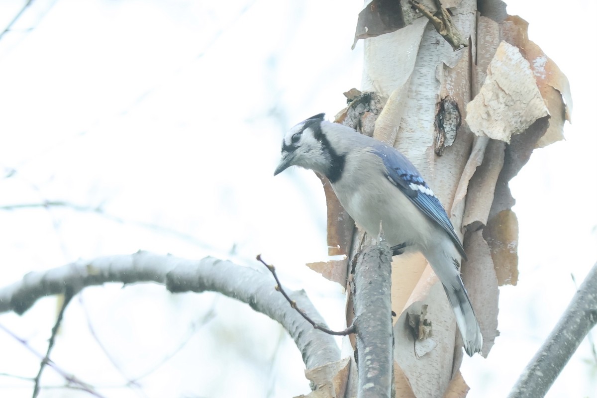 Blauhäher - ML620188562