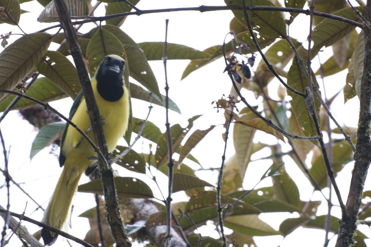 Green Jay (Inca) - ML620188570