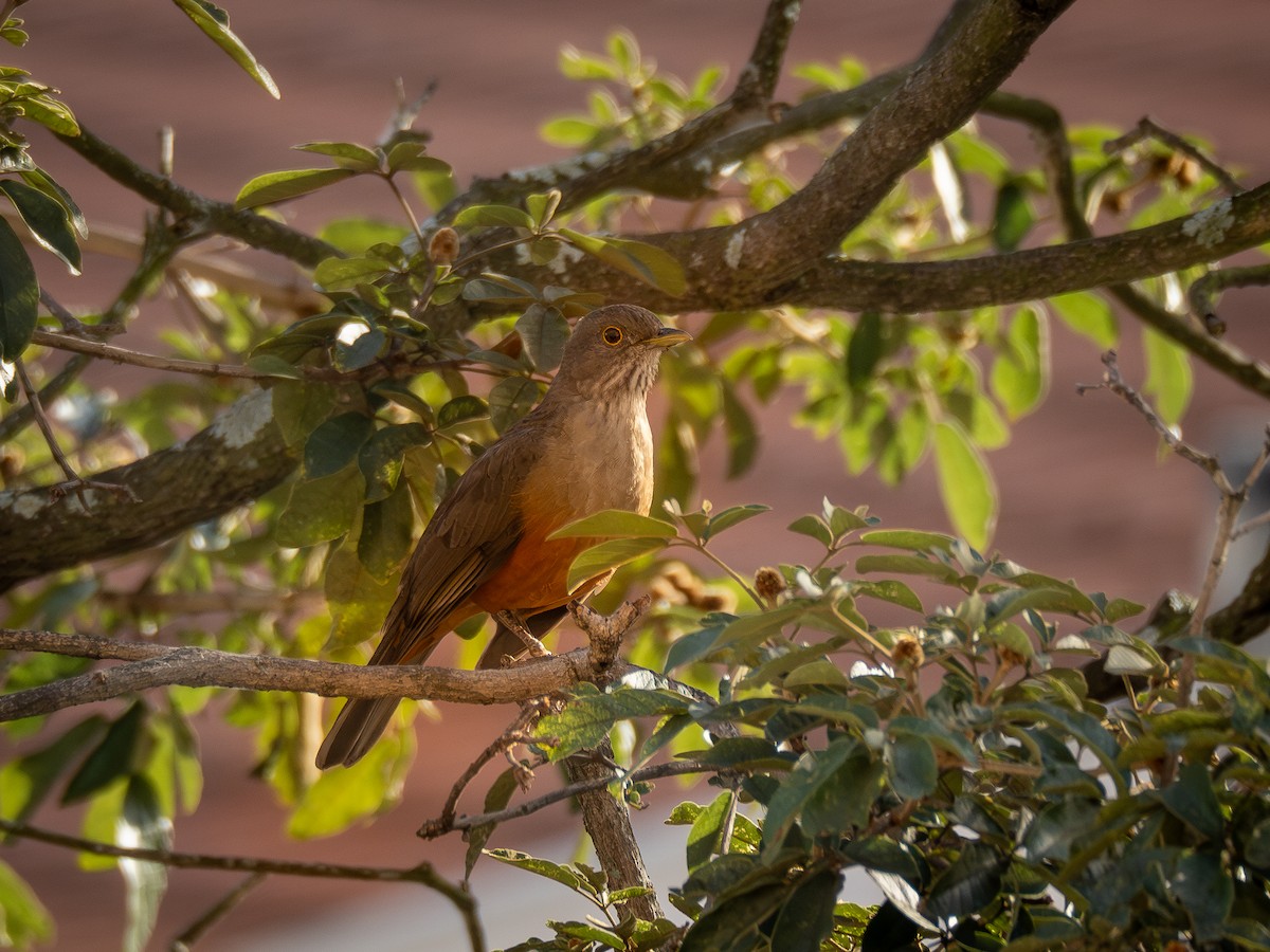 Rufous-bellied Thrush - ML620188575