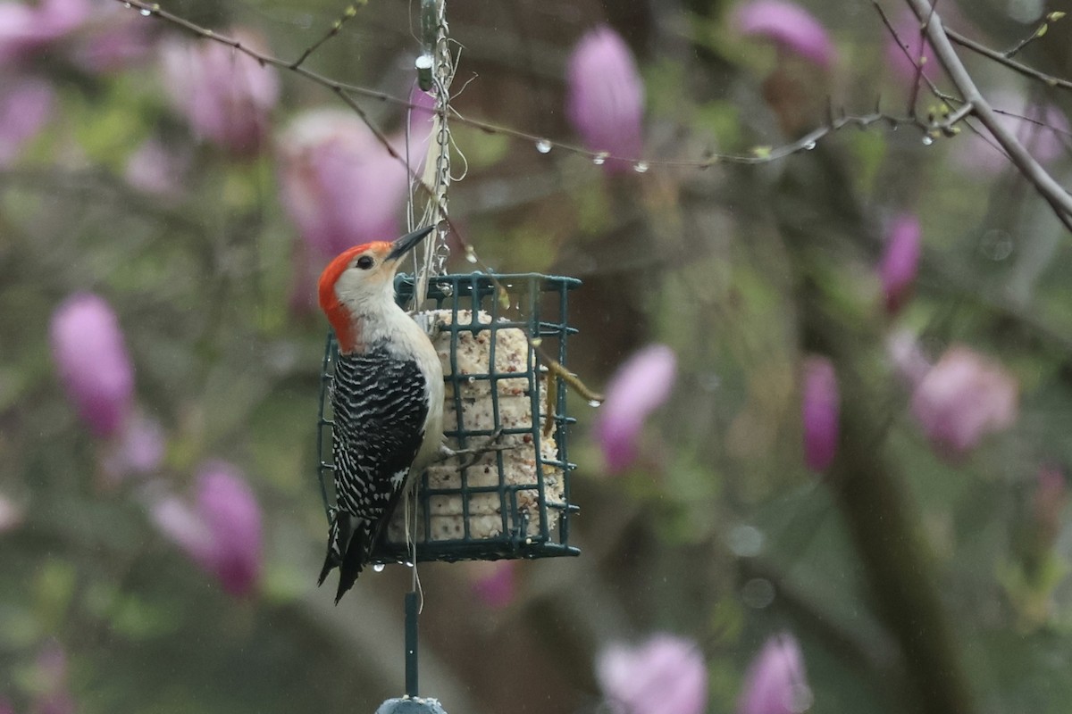 Red-bellied Woodpecker - ML620188576