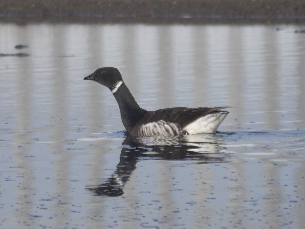 berneška tmavá (ssp. nigricans) - ML620188577