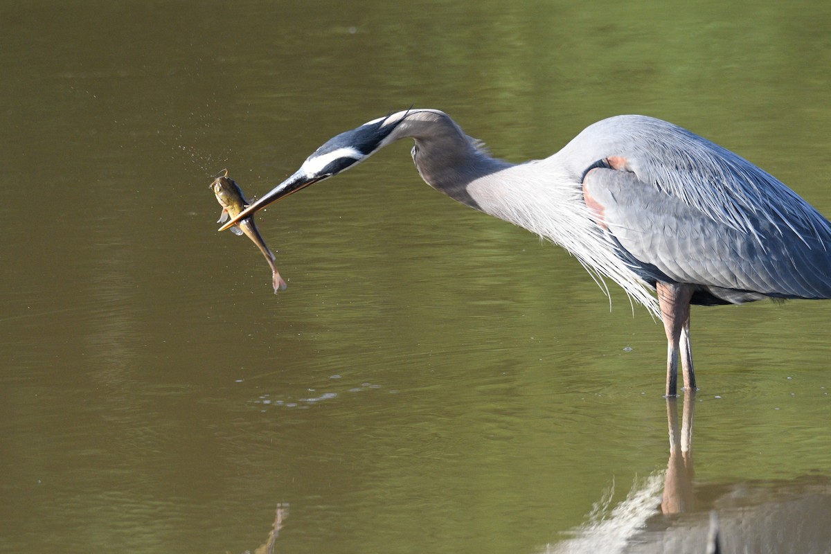 Great Blue Heron - ML620188579