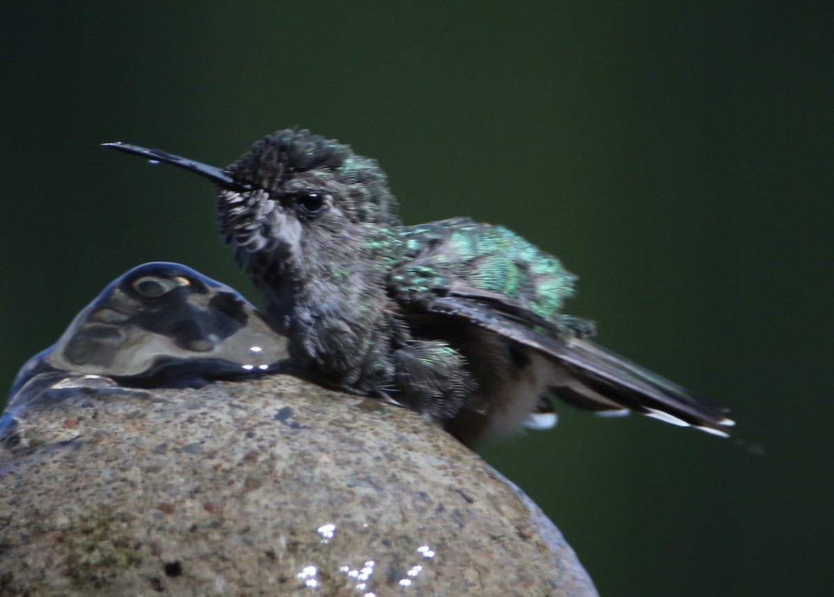 tanımsız Trochilidae sp. - ML620188586