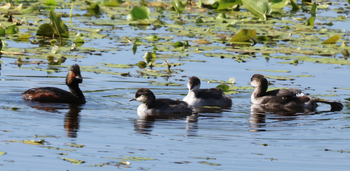 Eared Grebe - ML620188587