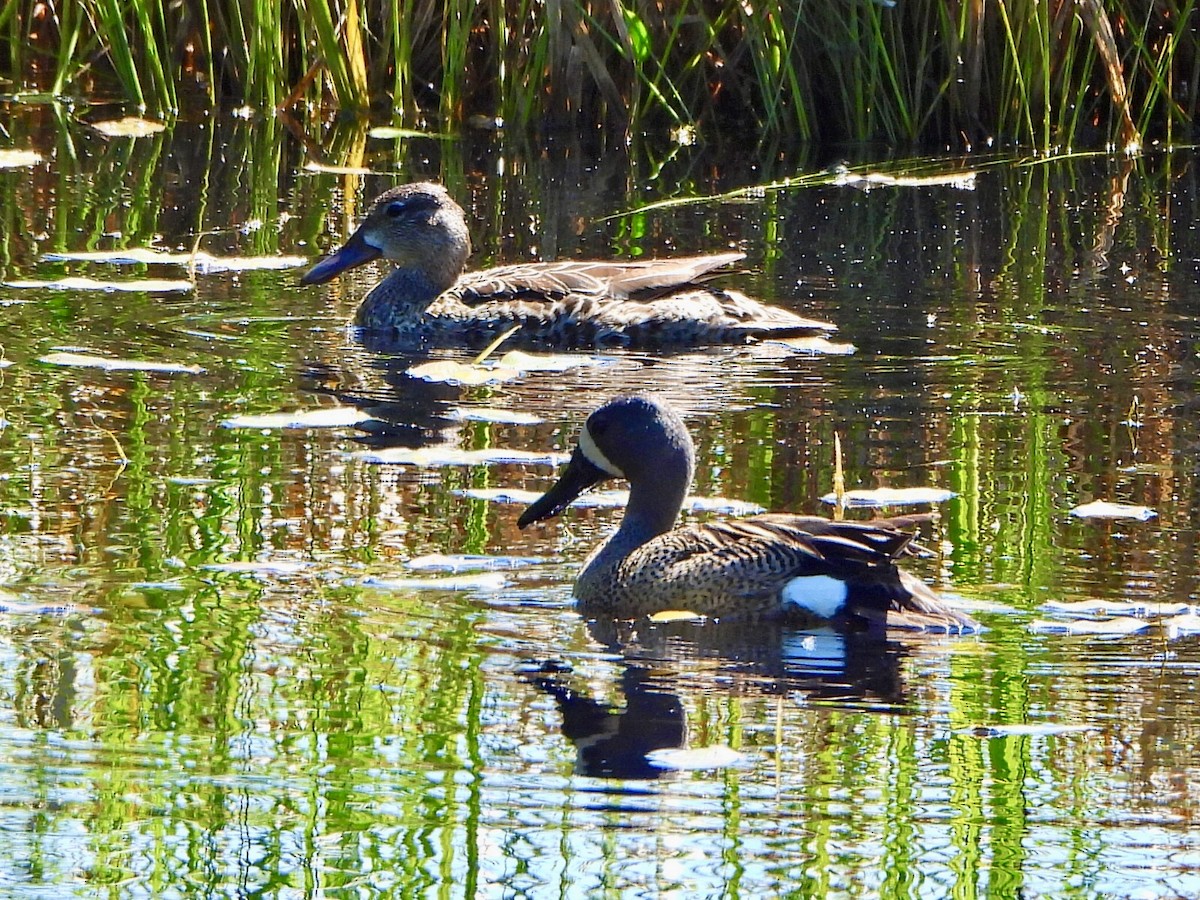 Blue-winged Teal - ML620188588