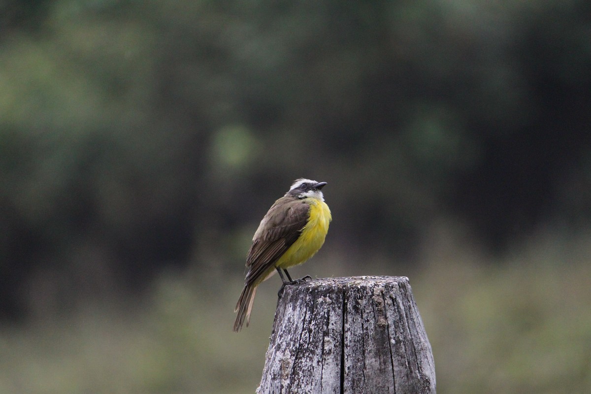 Social Flycatcher - Natalia Ibarra