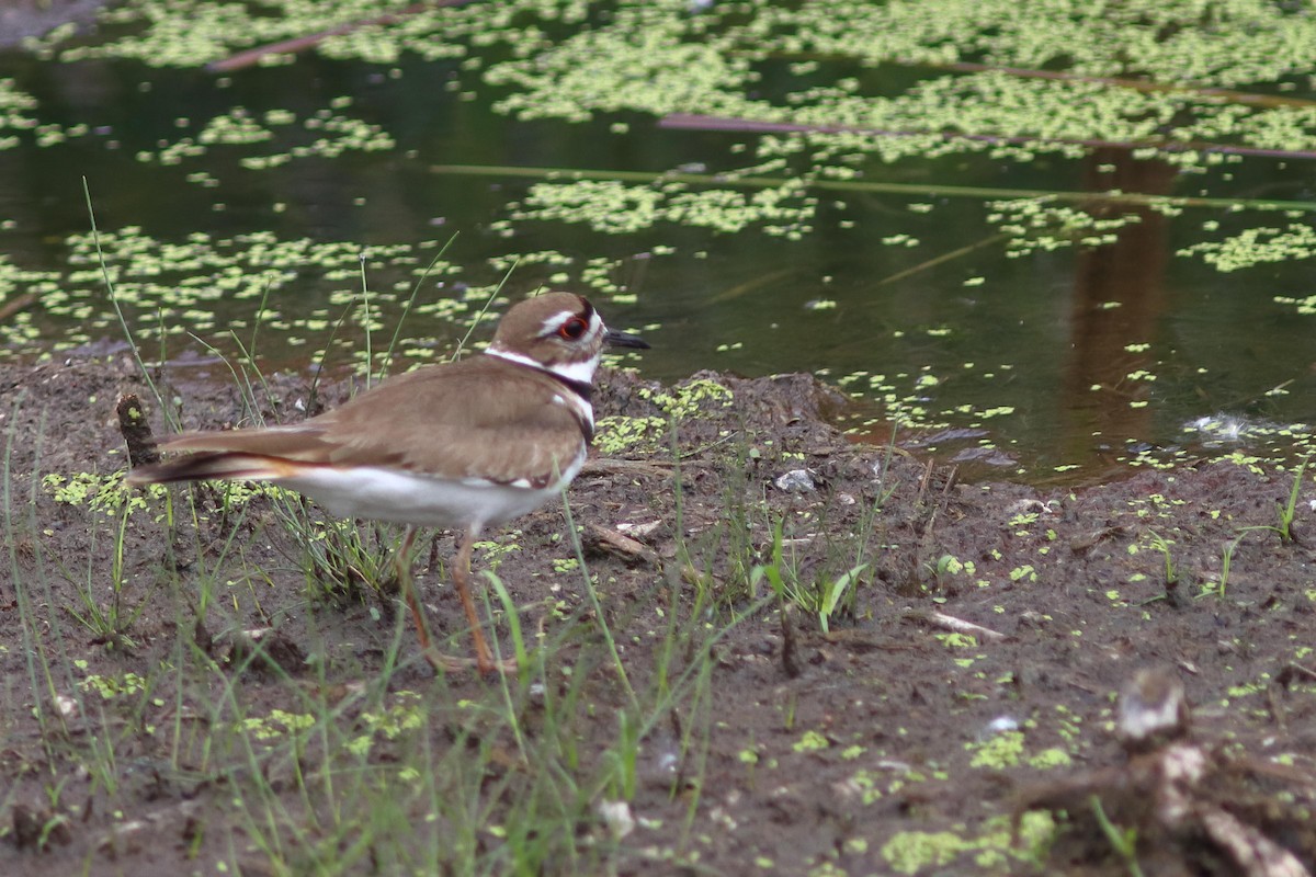 Killdeer - ML620188593