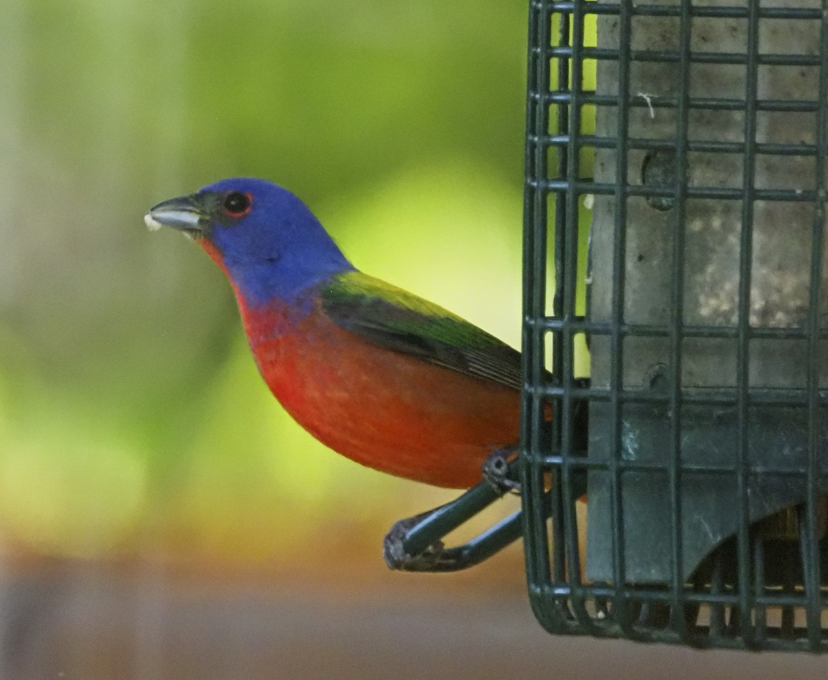 Painted Bunting - ML620188602