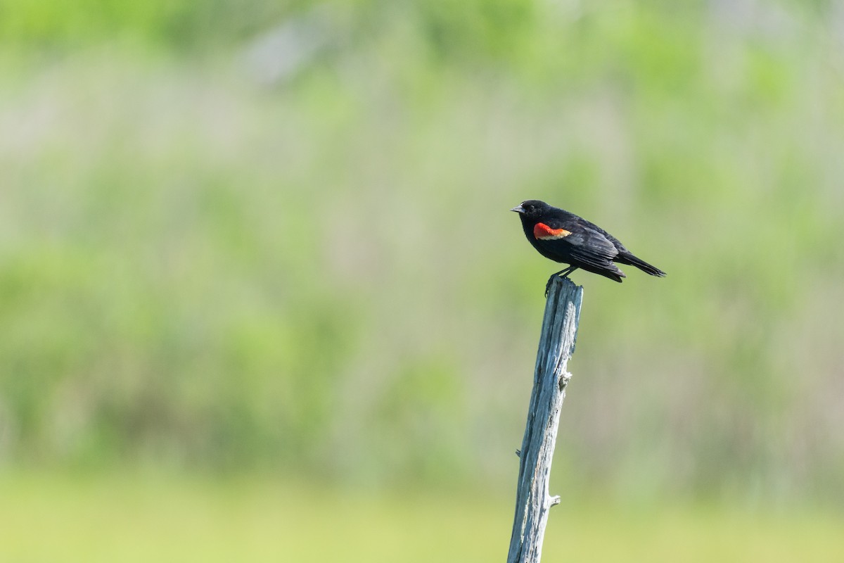 Red-winged Blackbird - ML620188608