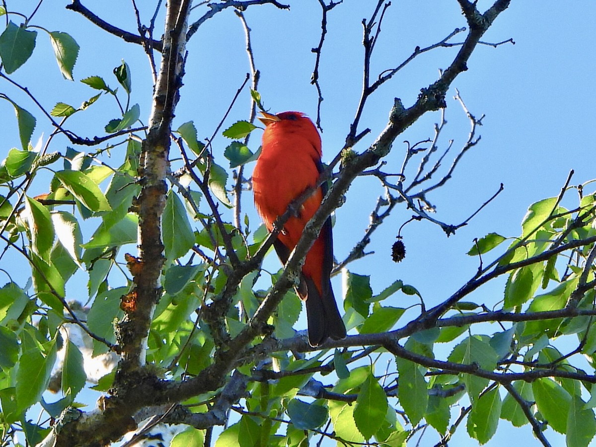 Scarlet Tanager - ML620188609