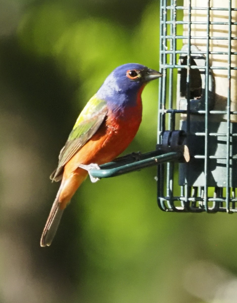 Painted Bunting - ML620188610