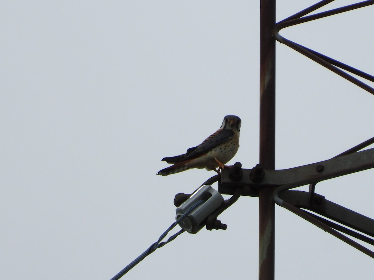 American Kestrel - ML620188611