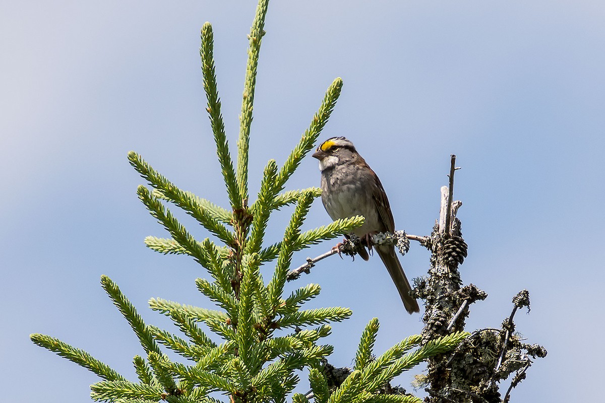 White-throated Sparrow - Gerardo Serra