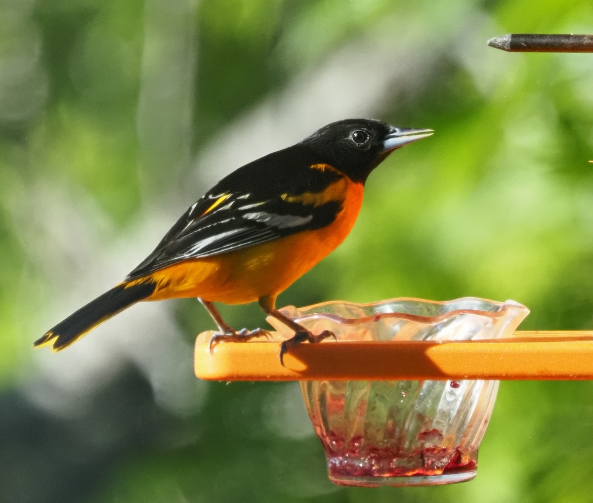 Baltimore Oriole - ML620188616