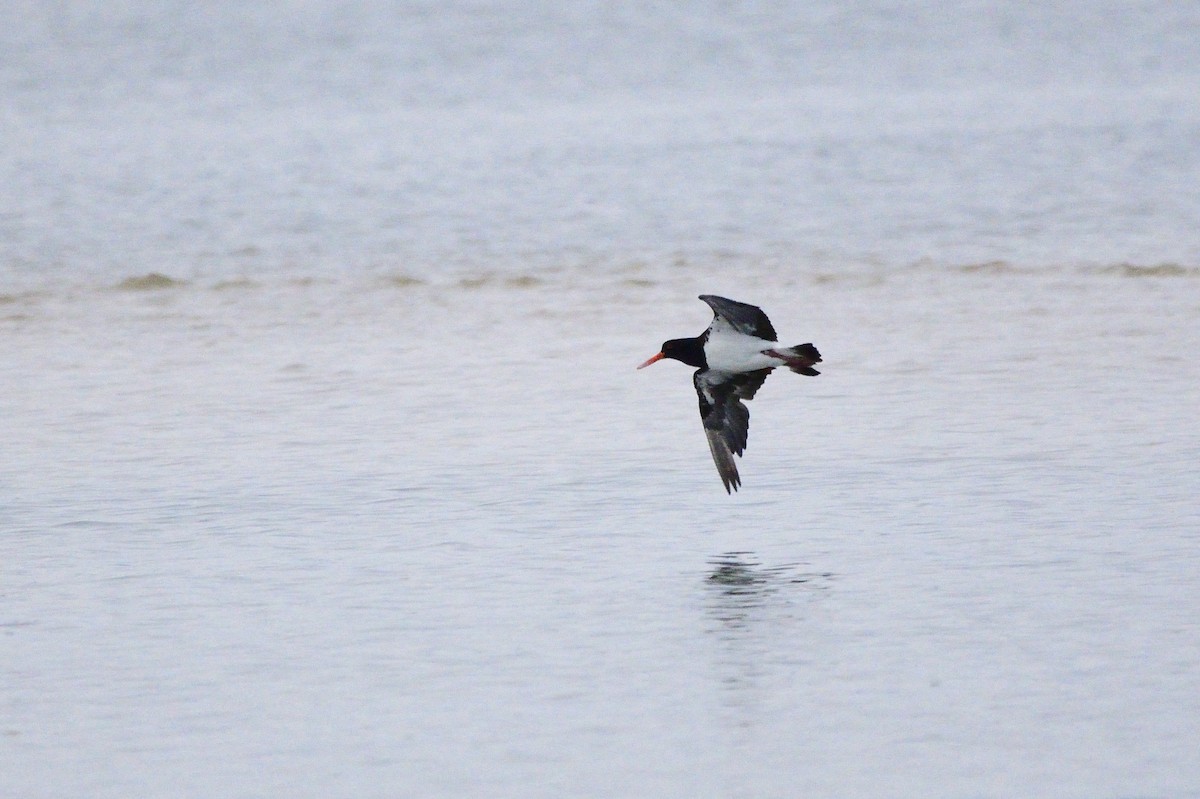 Pied Oystercatcher - ML620188628