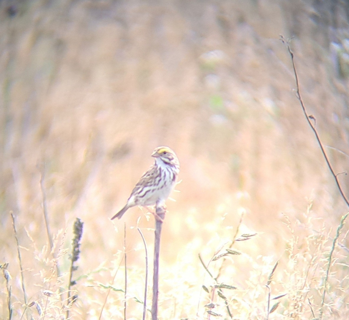 Savannah Sparrow - Steven Wilson