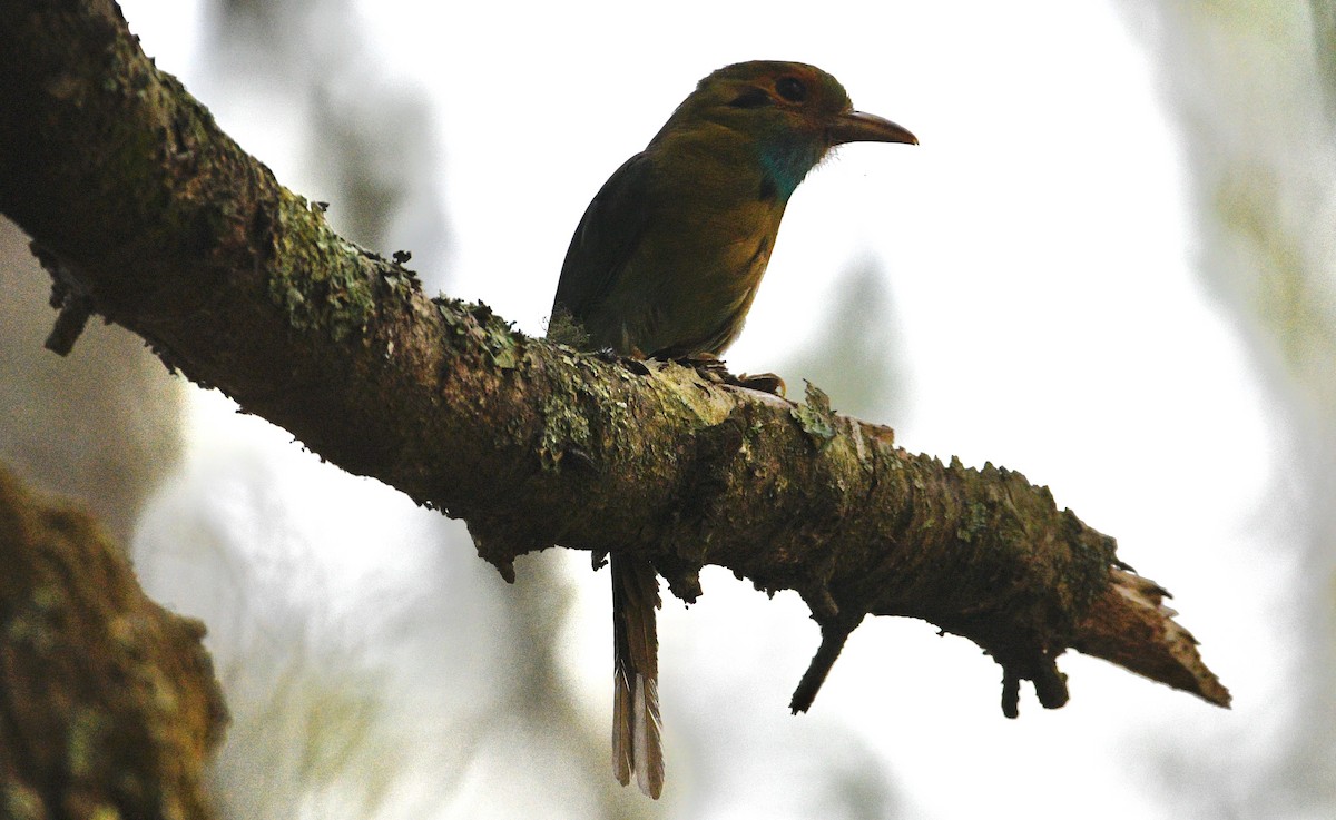 Motmot à gorge bleue - ML620188633