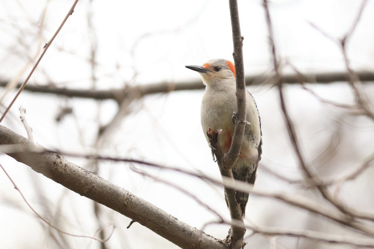 Red-bellied Woodpecker - ML620188636