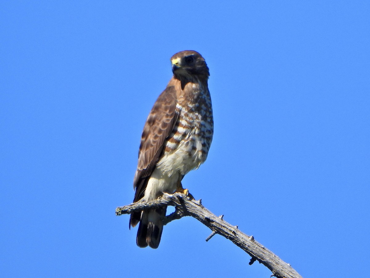 Broad-winged Hawk - ML620188640