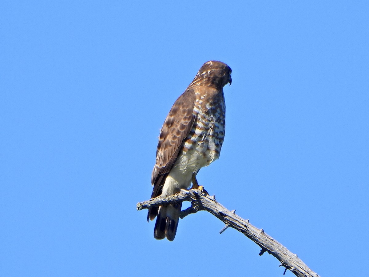 Broad-winged Hawk - ML620188641