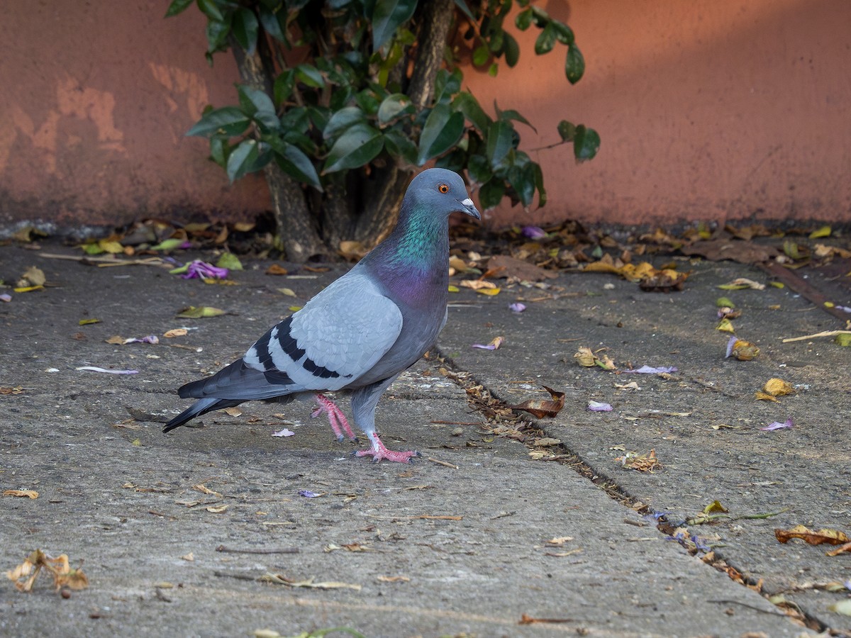 Rock Pigeon (Feral Pigeon) - ML620188643