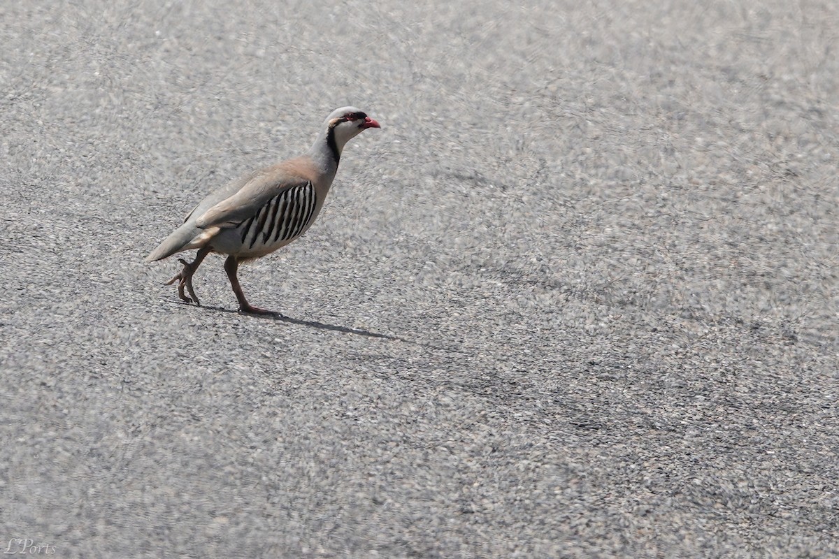 Chukar - ML620188646