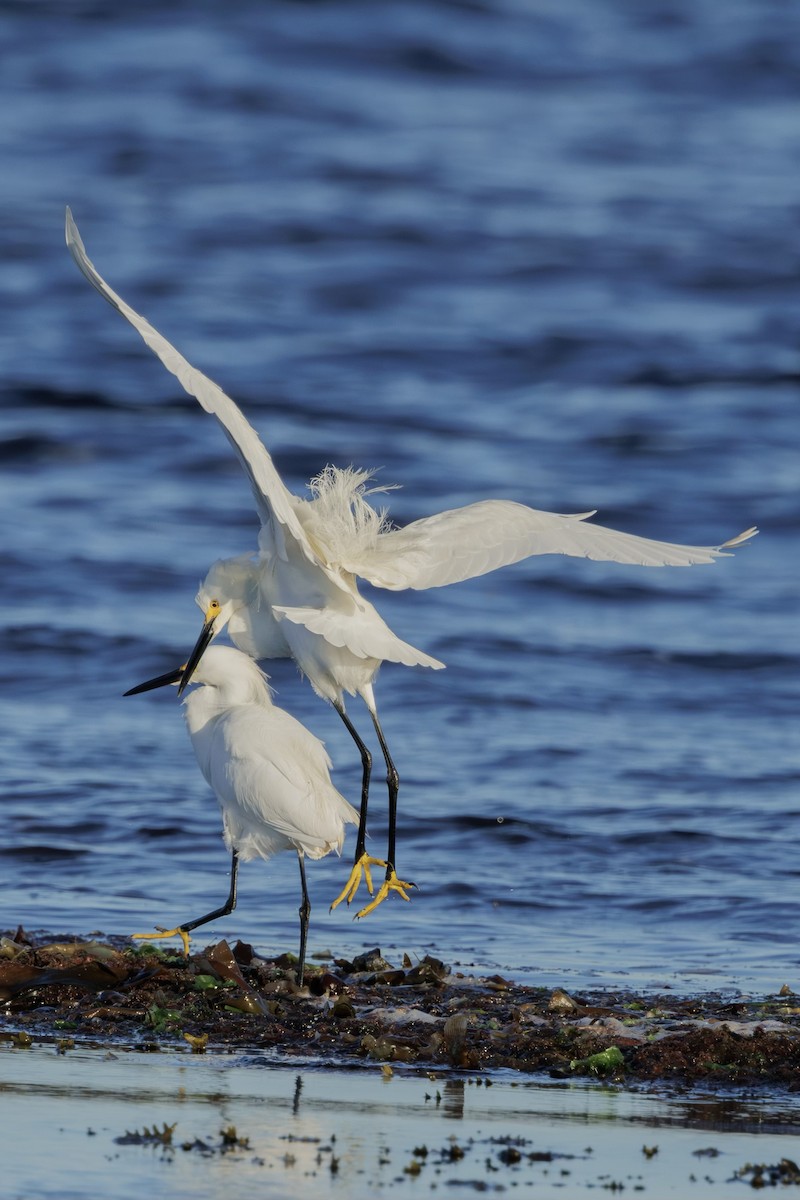 Snowy Egret - ML620188650