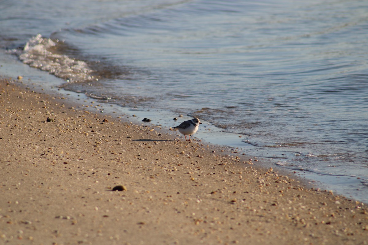 Piping Plover - ML620188661