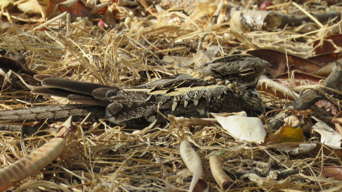 Slender-tailed Nightjar - Anonymous
